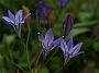 Brodiaea  Koenigin Fabiola